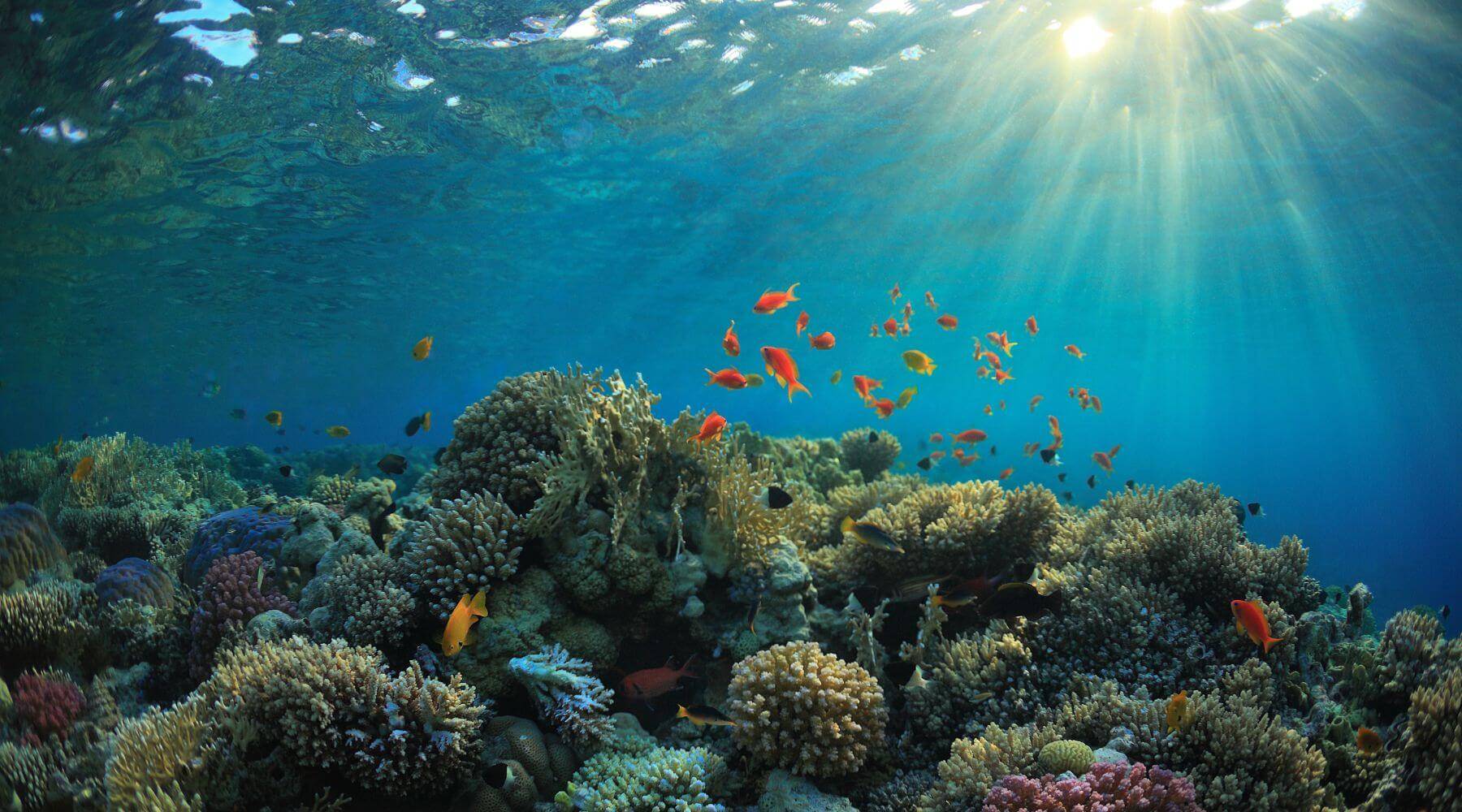 6 ways coral reefs are impacting your daily life