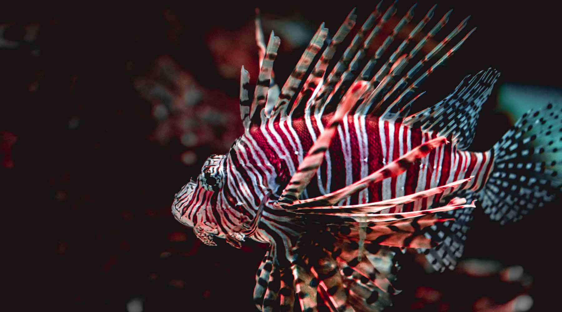 Invasive lionfish inspired printed apparel gear