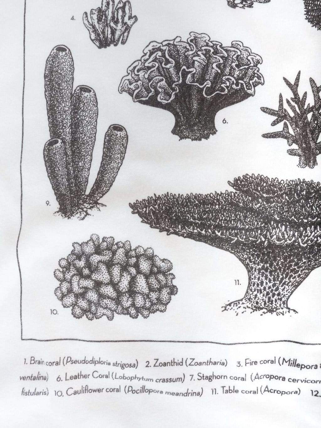 Close up view of the bottom left part of the coral identification graphic