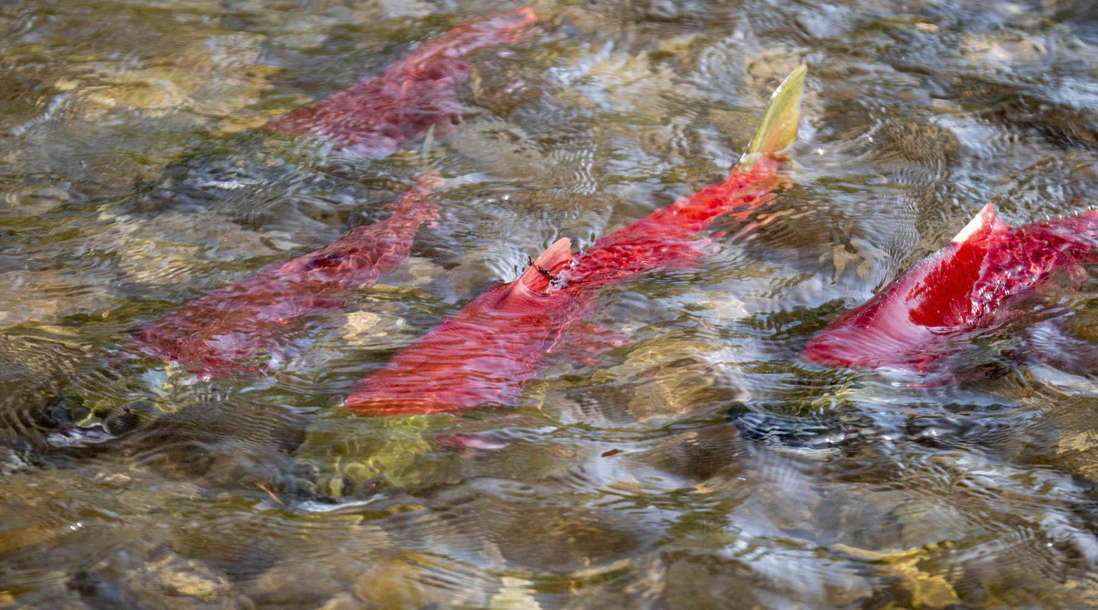 Falling In Love With A Fish