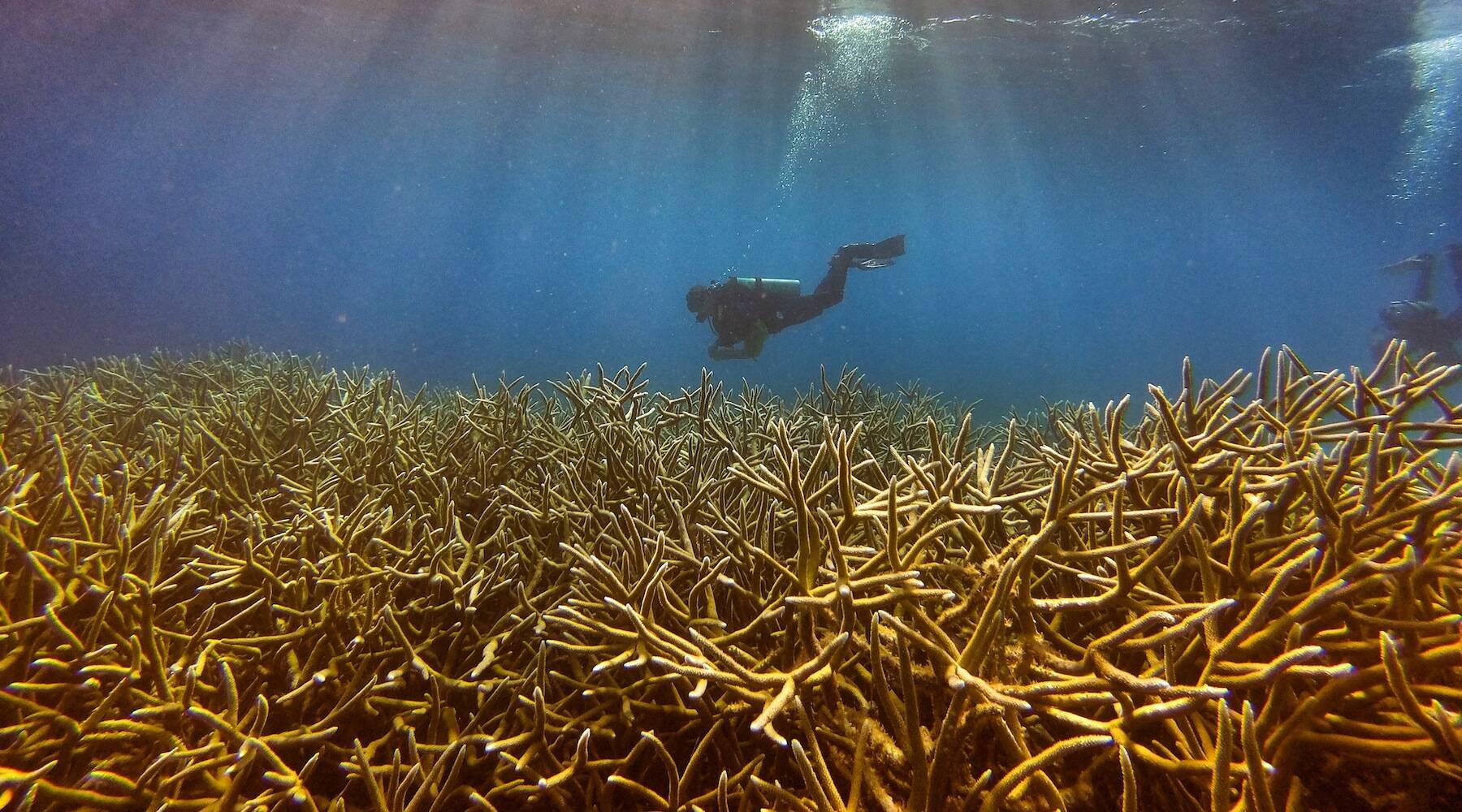 Standing Up For Coral