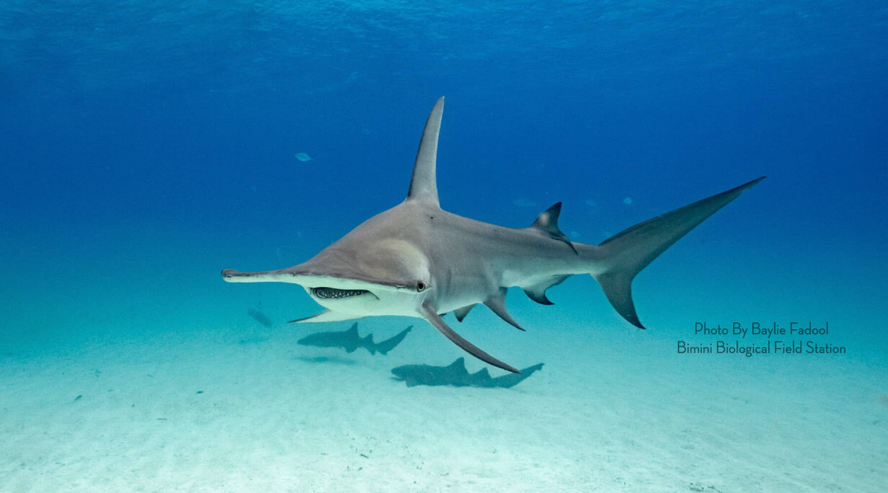 Searching For Hammerheads