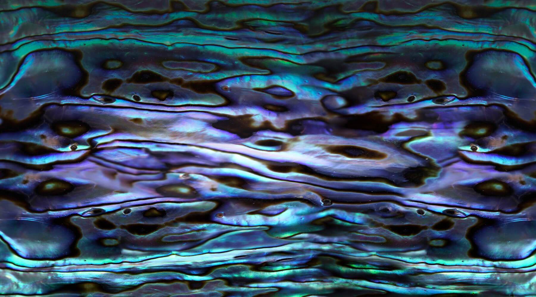 Abalone Restoration-Waterlust