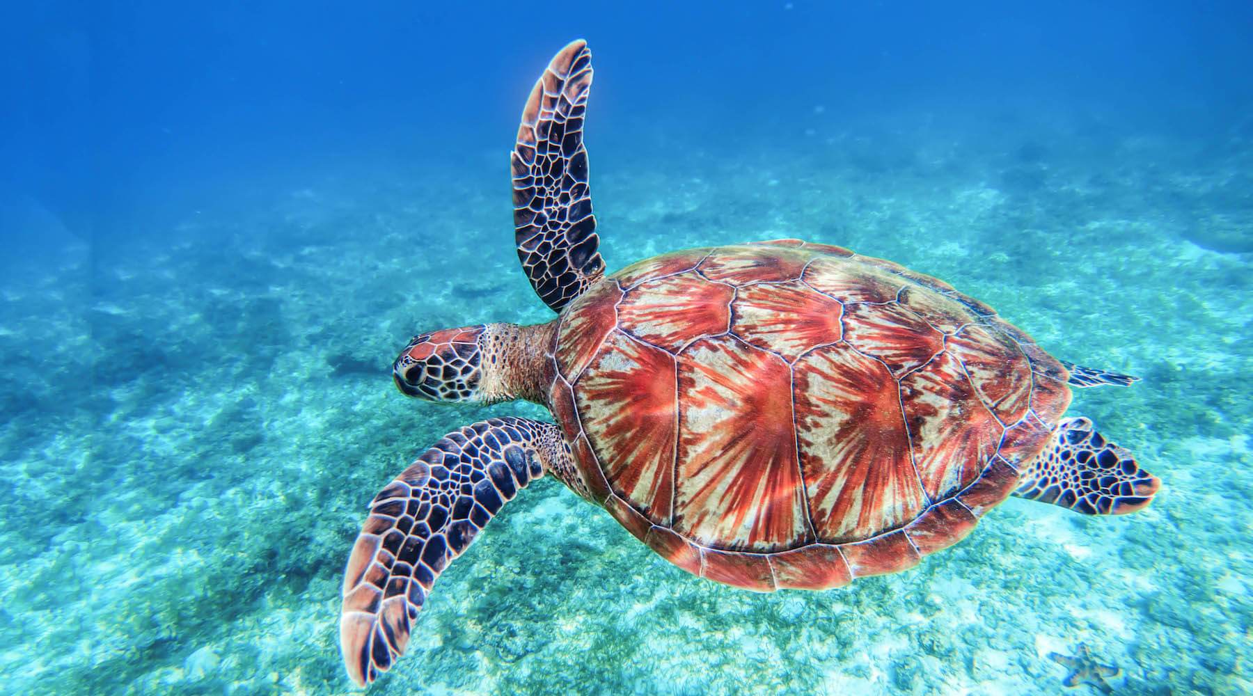Sea Turtle Research-Waterlust