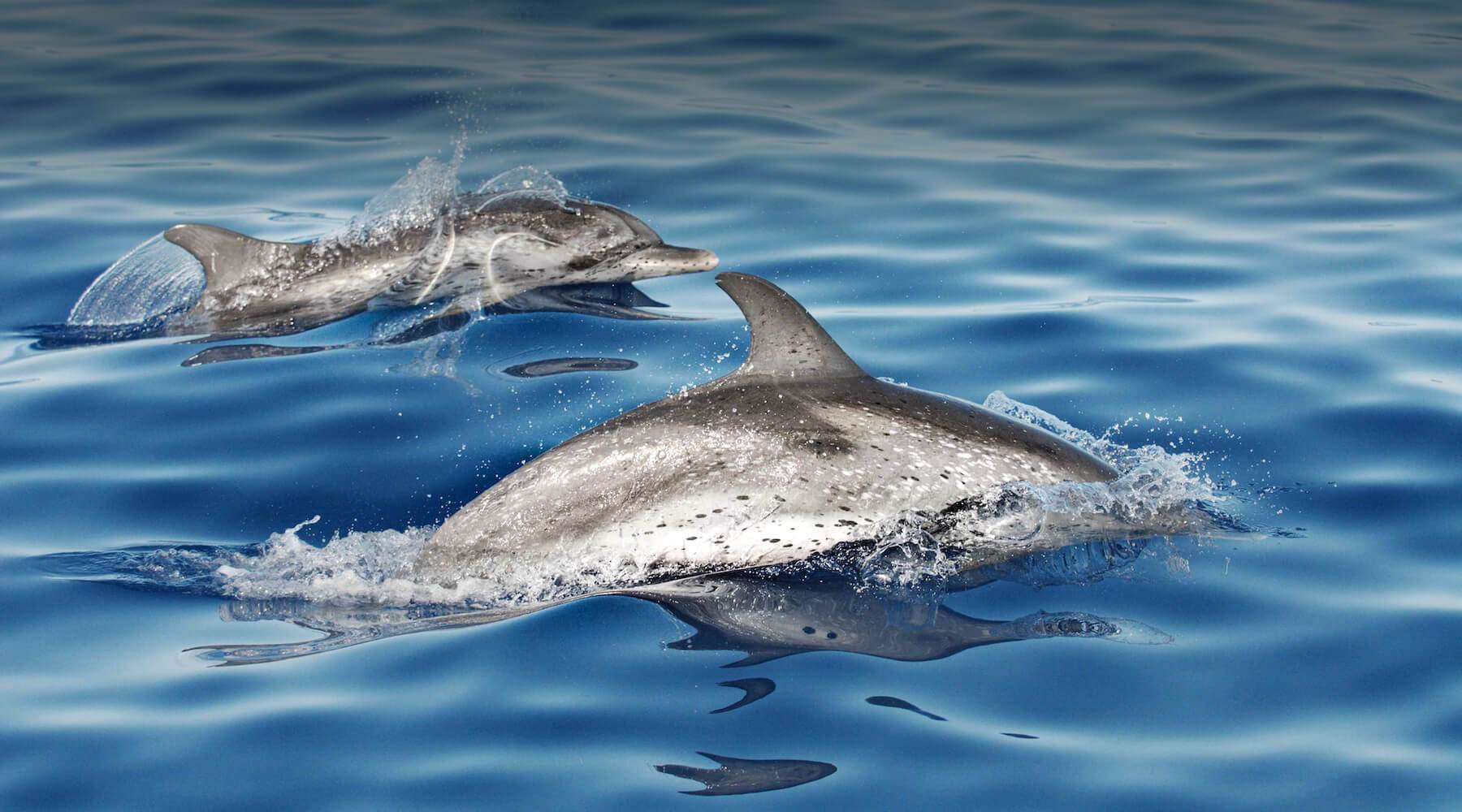 Atlantic Spotted Dolphin Research