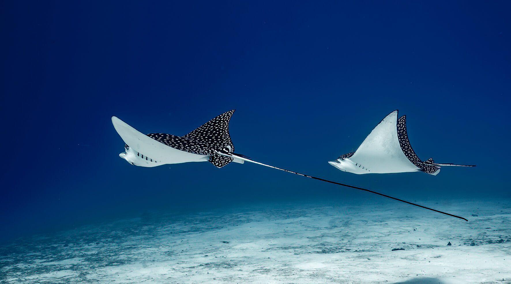 Spotted Eagle Ray Research