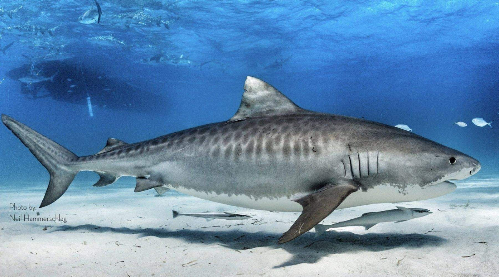 tiger shark images