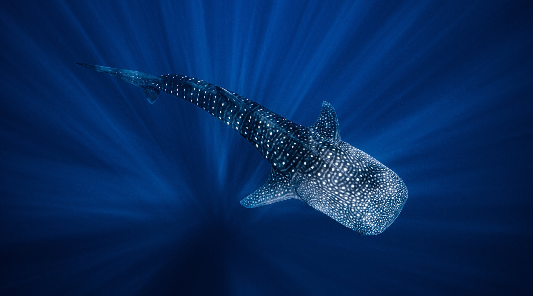 Eco-Friendly Whale Shark Wonderland Contour Leggings