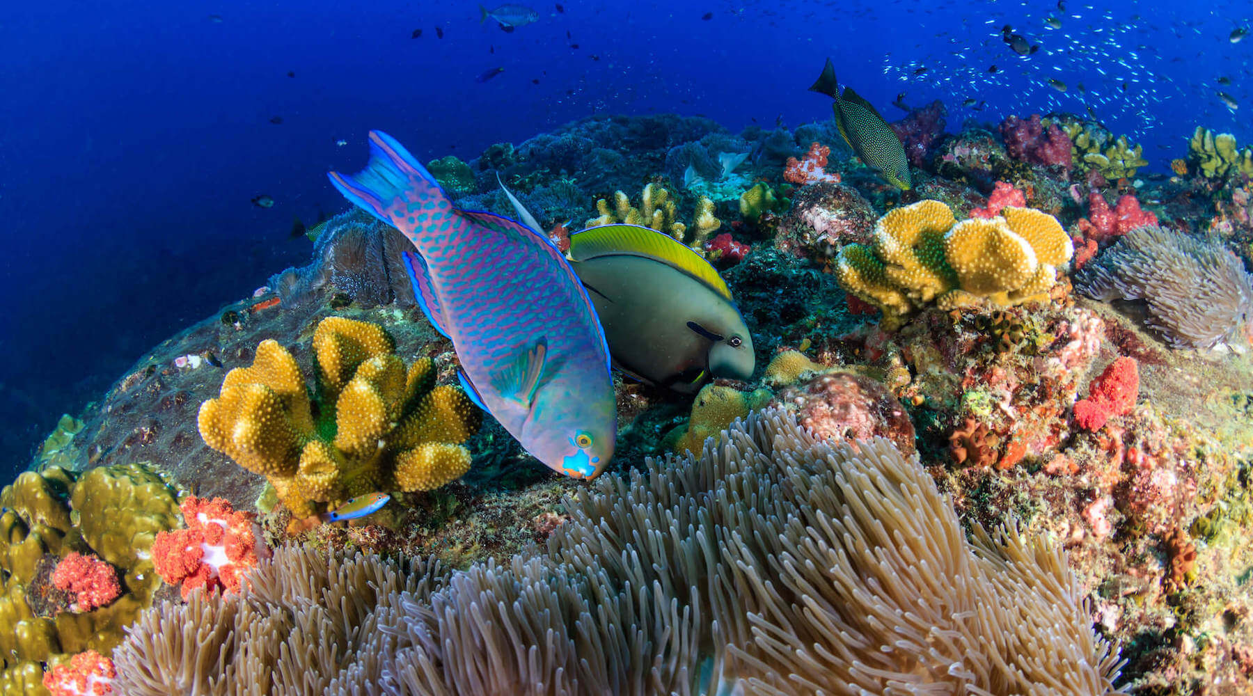 Parrotfish & Protecting Coral Reef Ecosystems