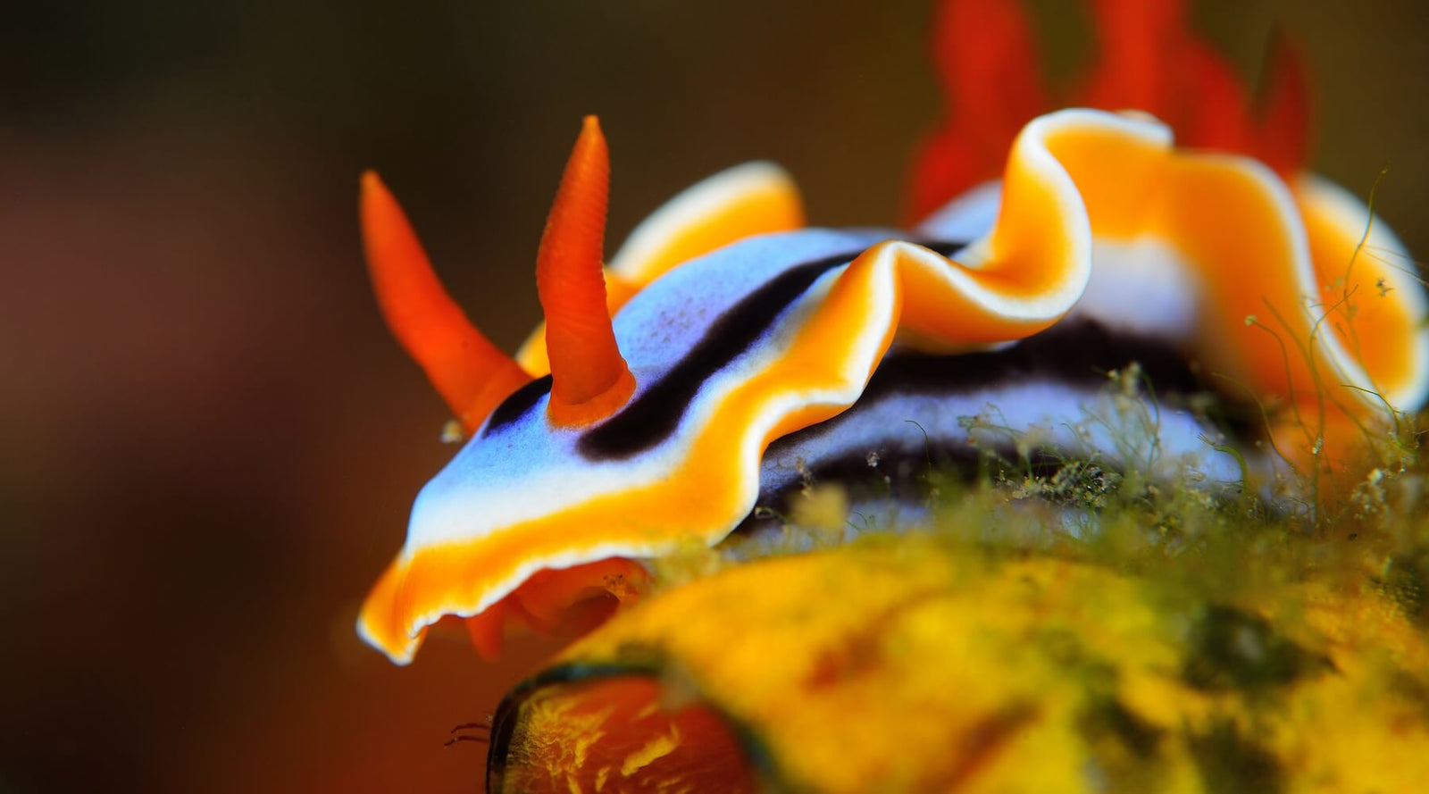 Nudibranchs & Marine Ecosystem Biodiversity