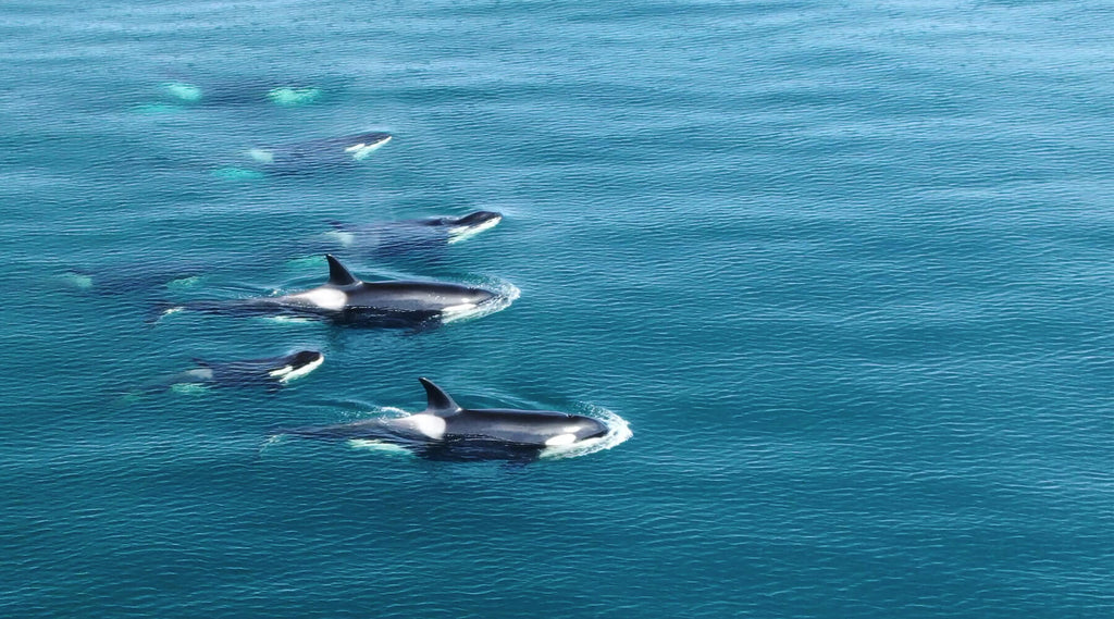 Legging Orca Killer Whale Patterin on Teal Blue Ocean