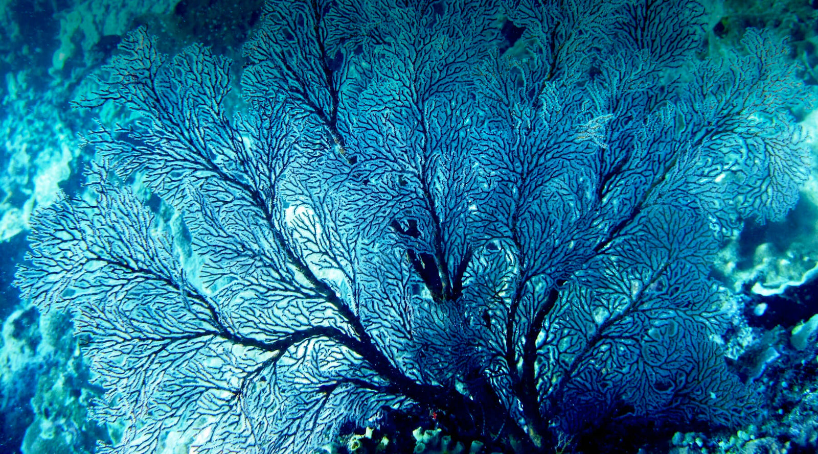 Coral Reef Restoration