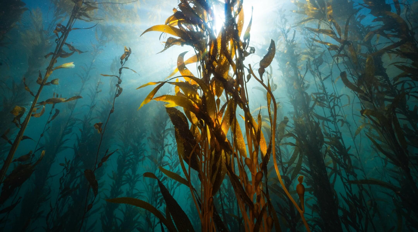 Kelp Forest Restoration