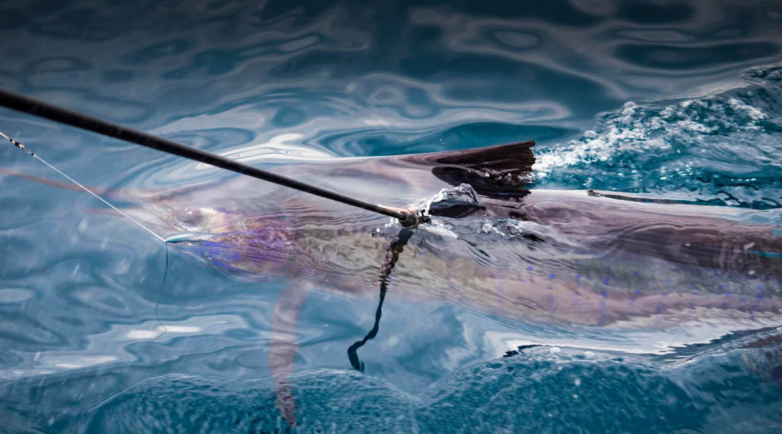Billfish Conservation-Waterlust