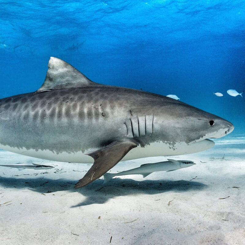 Pirate the Maldivian tiger shark. Yoga Leggings are a benefit for Na –  OneOceanDesigns
