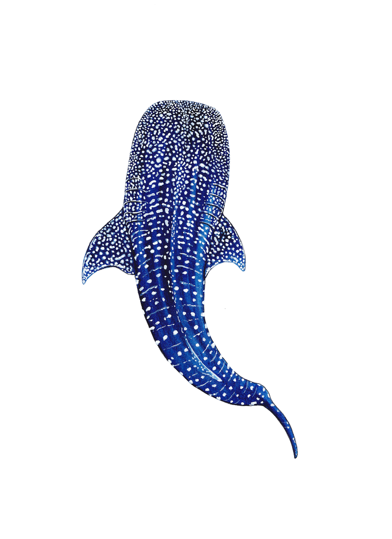 https://waterlust.com/cdn/shop/files/Whale_Shark_1_1600x.png?v=1645643783