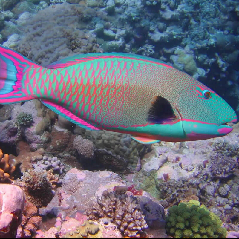 Parrotfish 4 Inch Shorts | Swim | SCUBA Dive | Surf | SUP