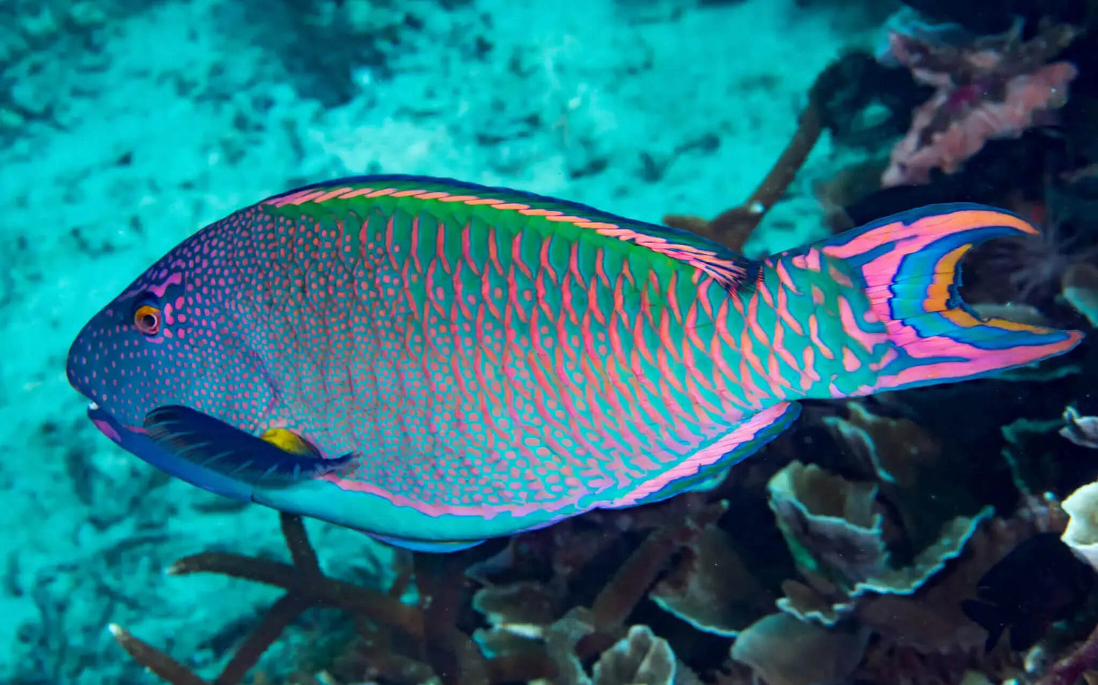 Parrotfish-play-a-crucial-role-in-coral-reef-ecosystems
