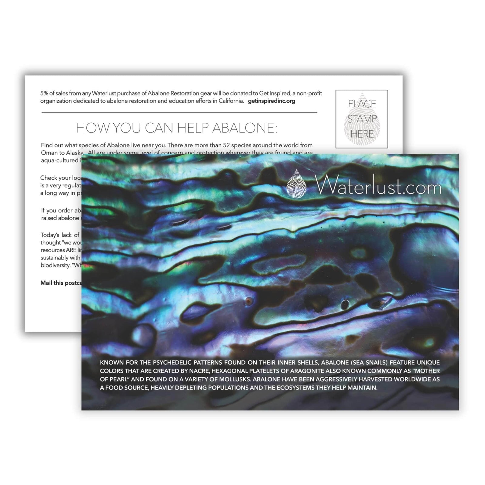 Abalone Restoration Call-To-Action Postcard | Waterlust
