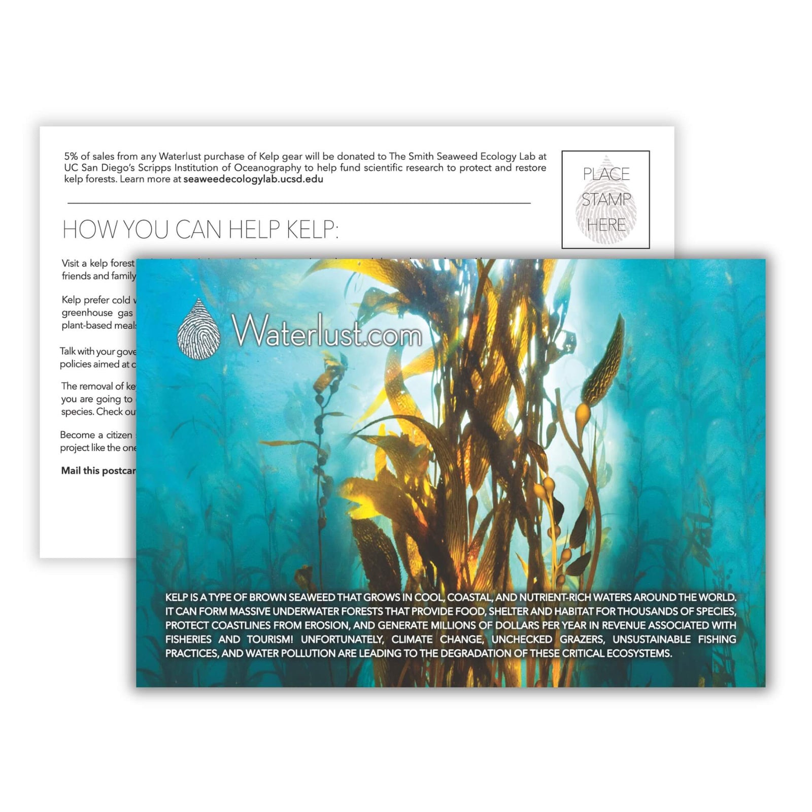 Kelp Call-To-Action Postcard | Waterlust
