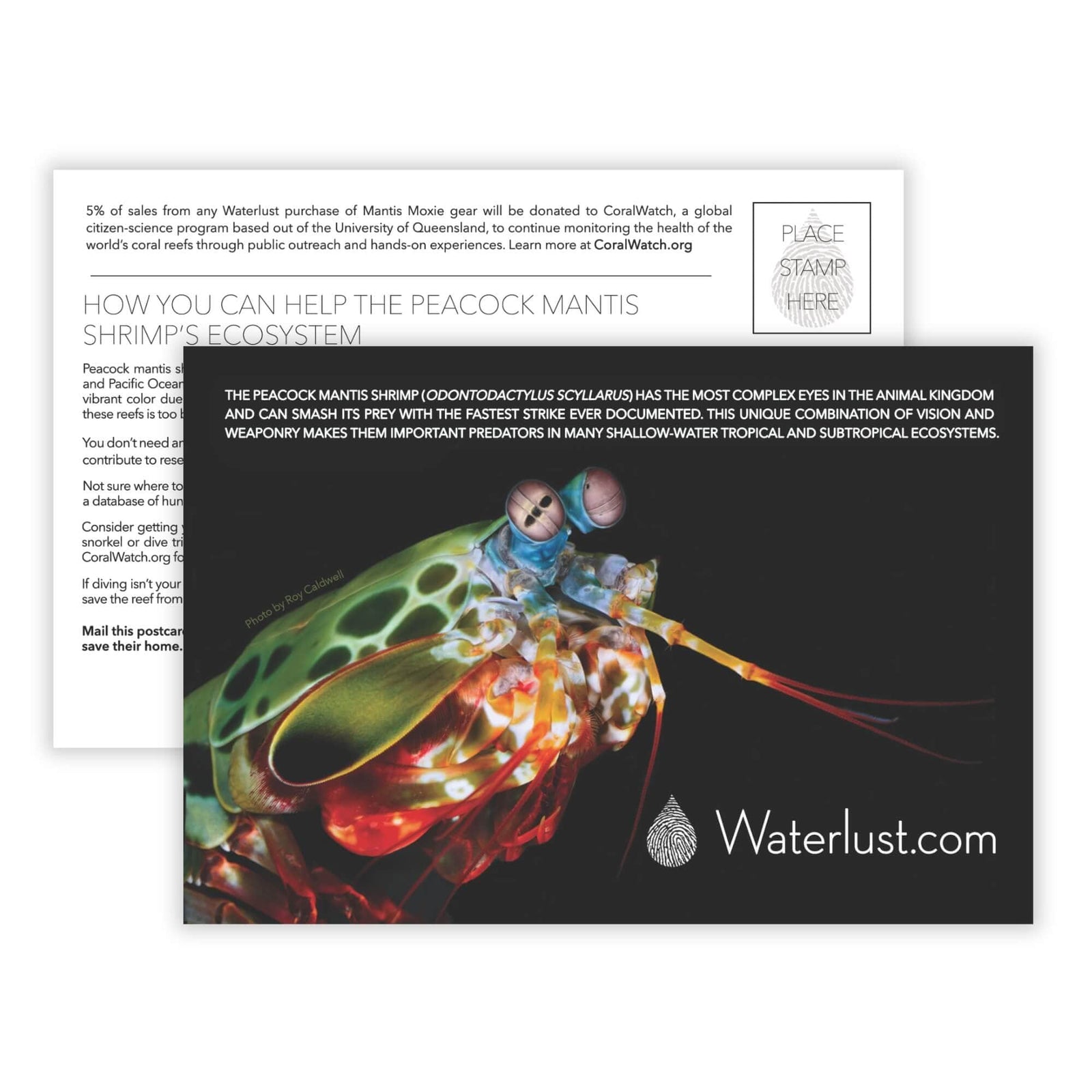 Mantis Shrimp Call-To-Action Postcard | Waterlust