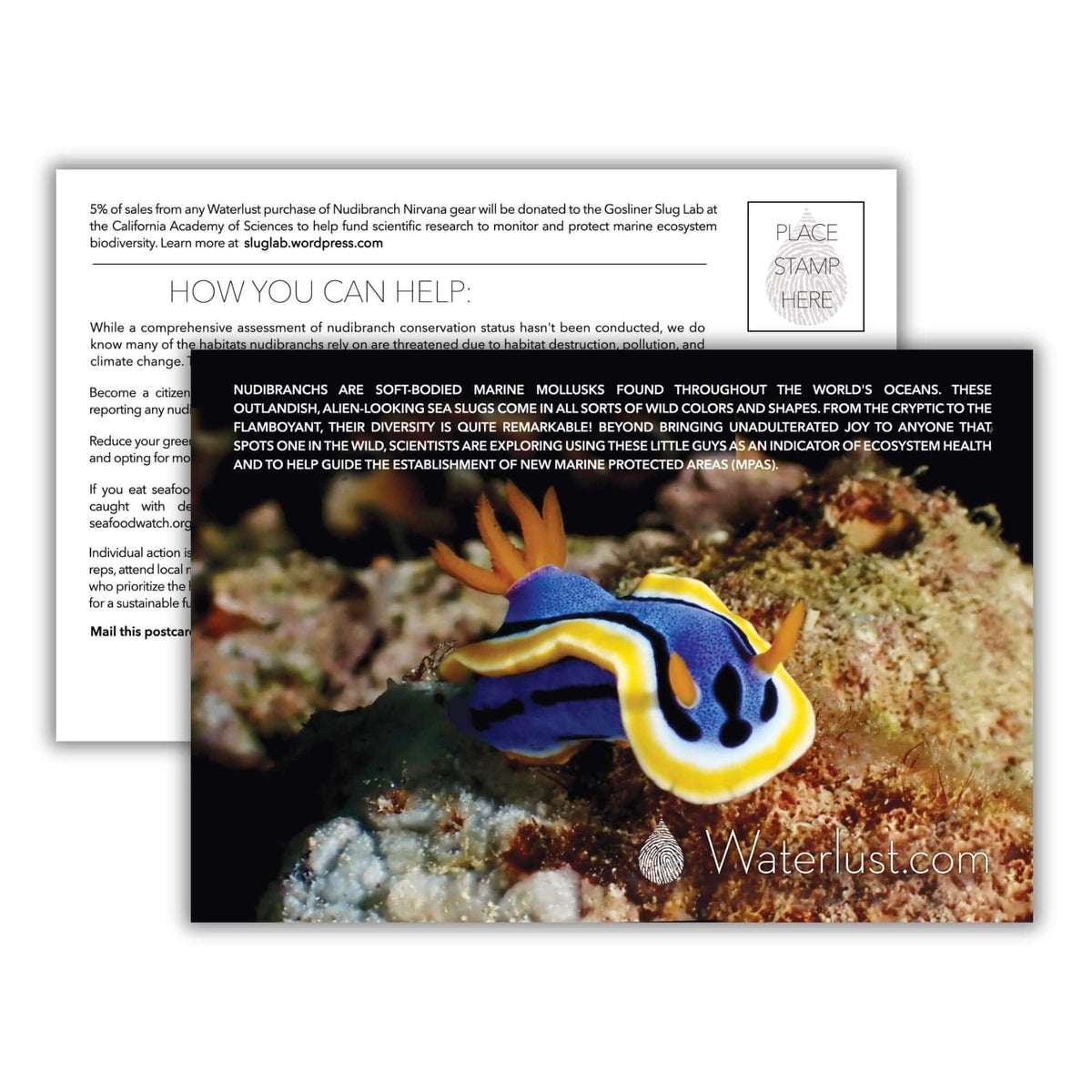 Nudibranch Call-To-Action Postcard