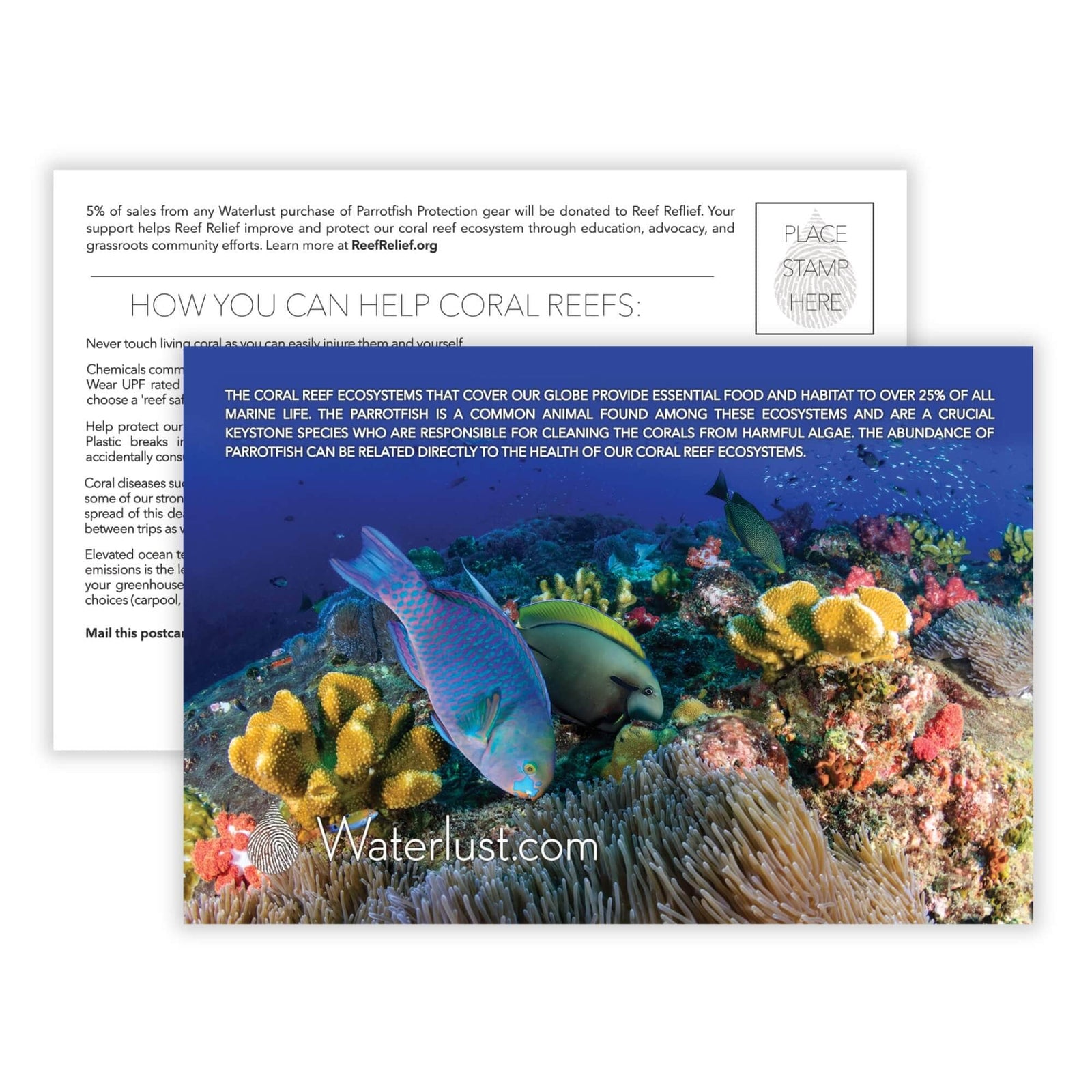 Parrotfish Call-To-Action Postcard | Waterlust