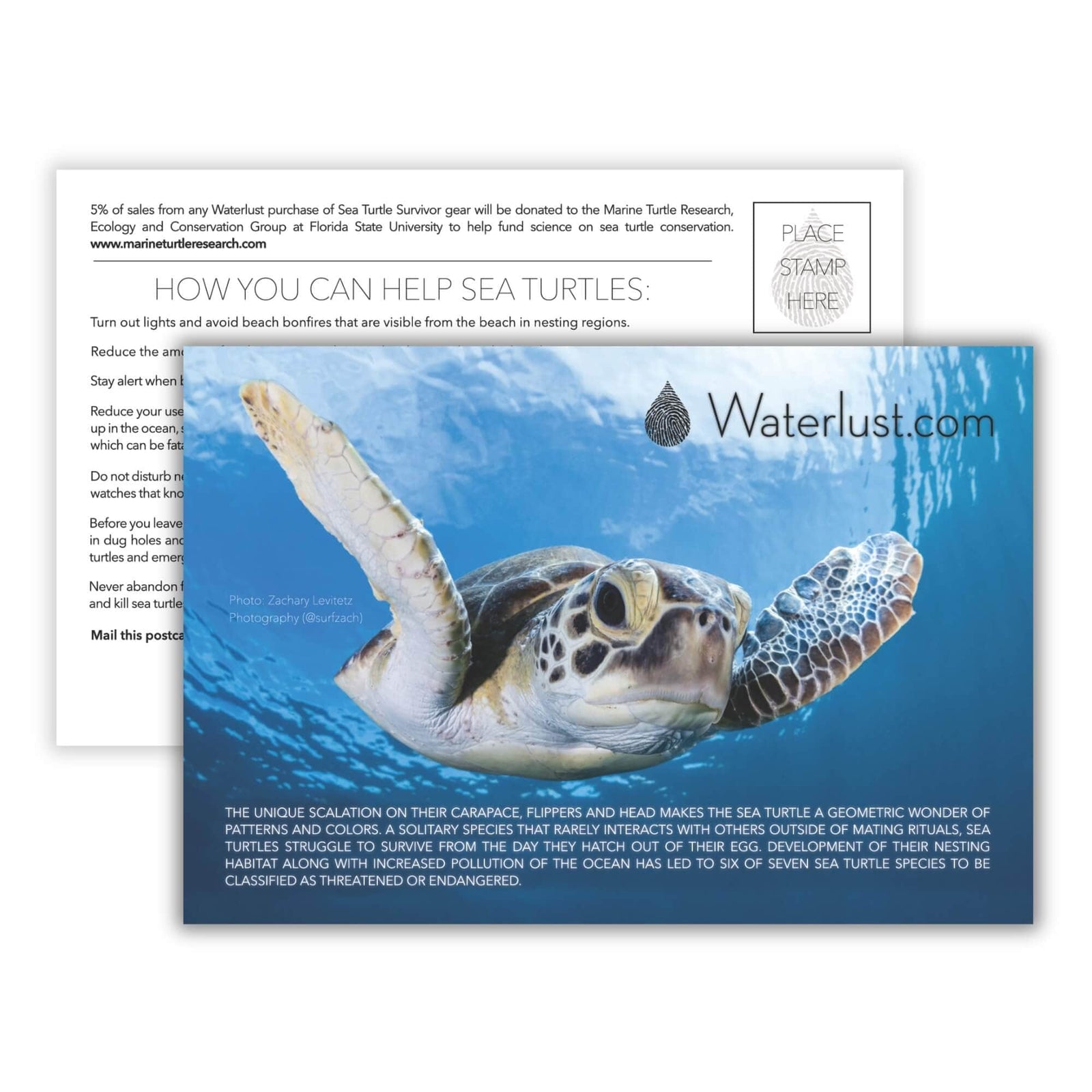 Sea Turtle Call-To-Action Postcard | Waterlust