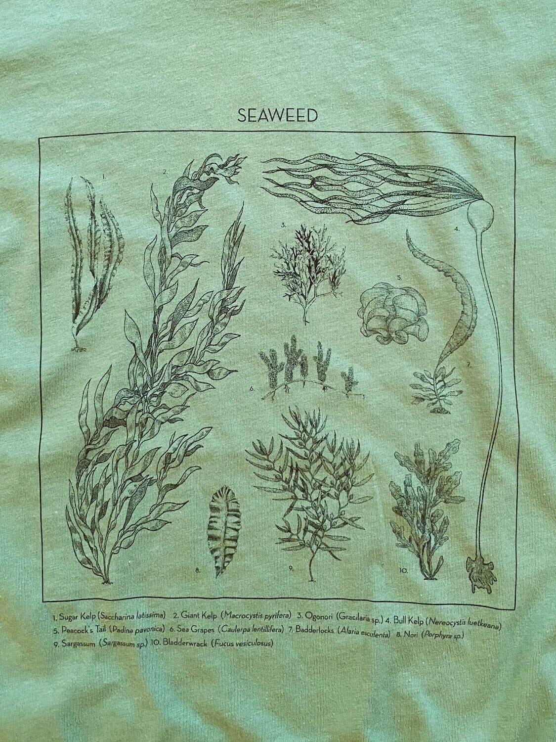 Seaweed ID Tee