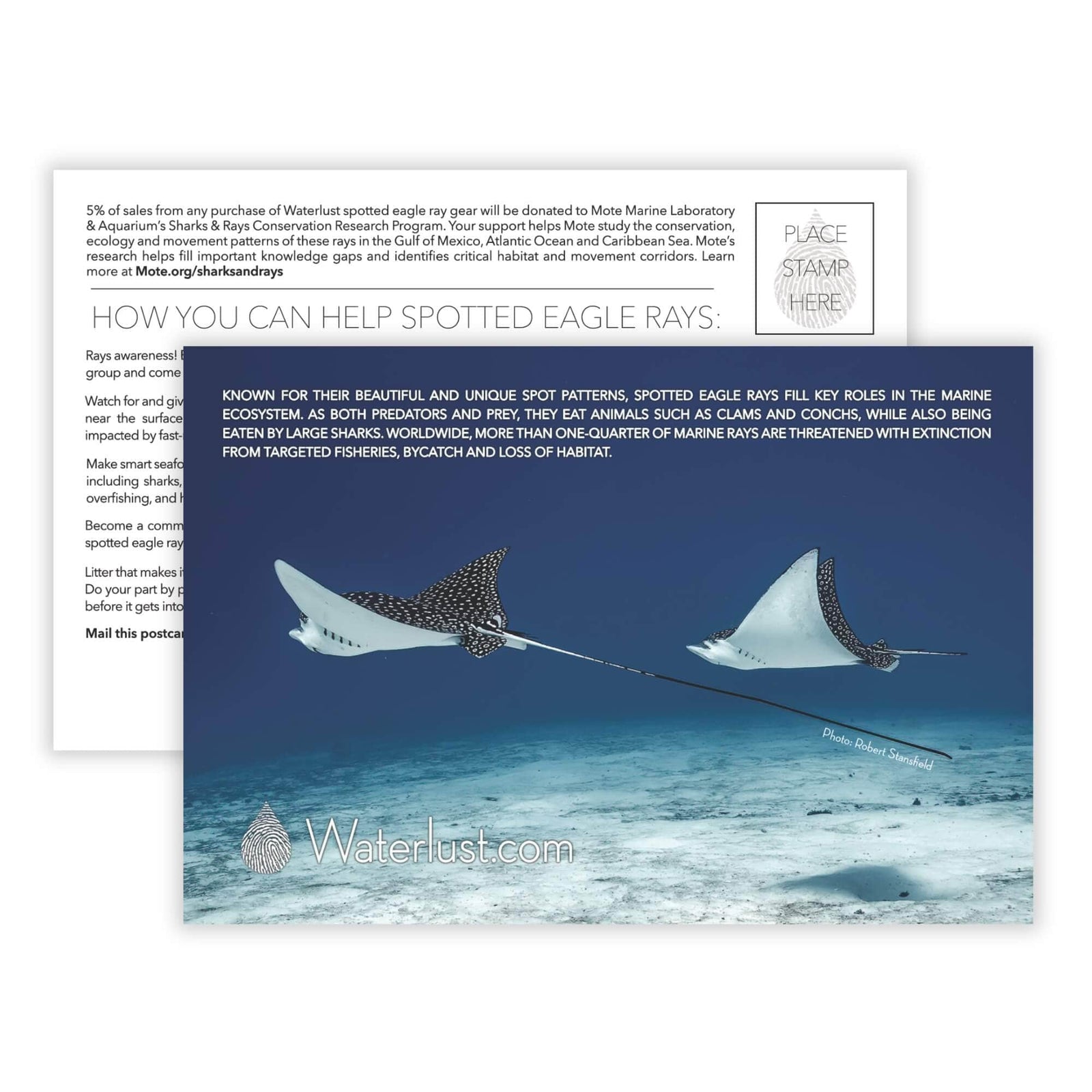 Spotted Eagle Ray Call-To-Action Postcard | Waterlust