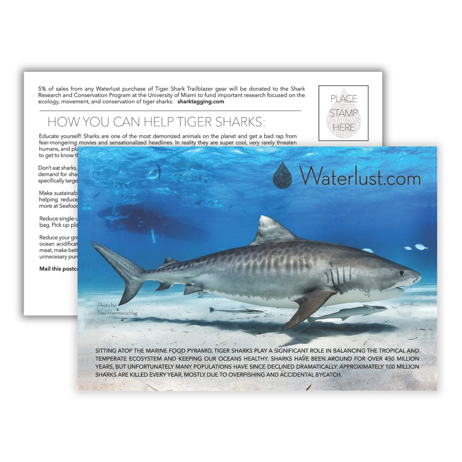 Tiger Shark Call-To-Action Postcard | Waterlust