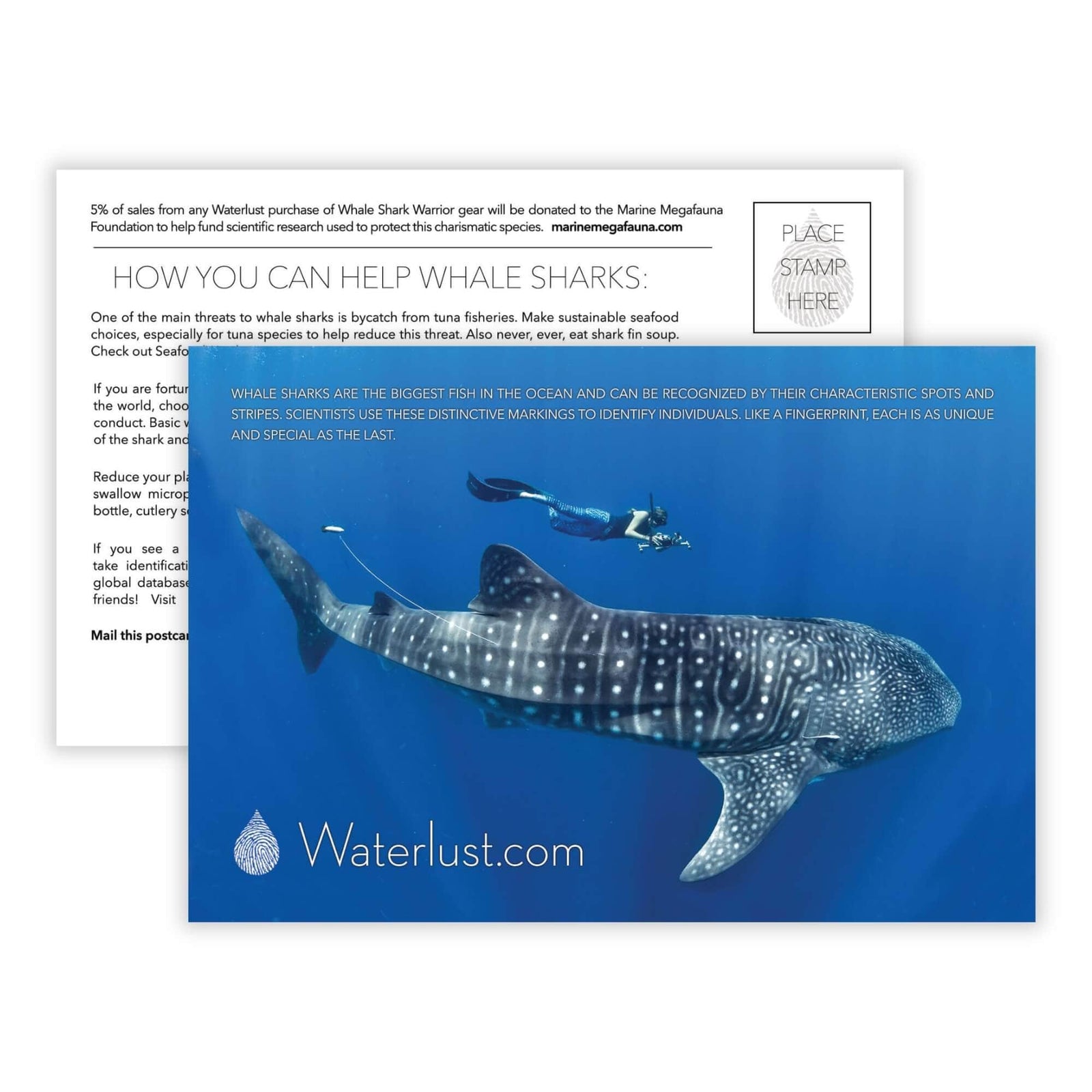 Whale Shark Call-To-Action Postcard | Waterlust
