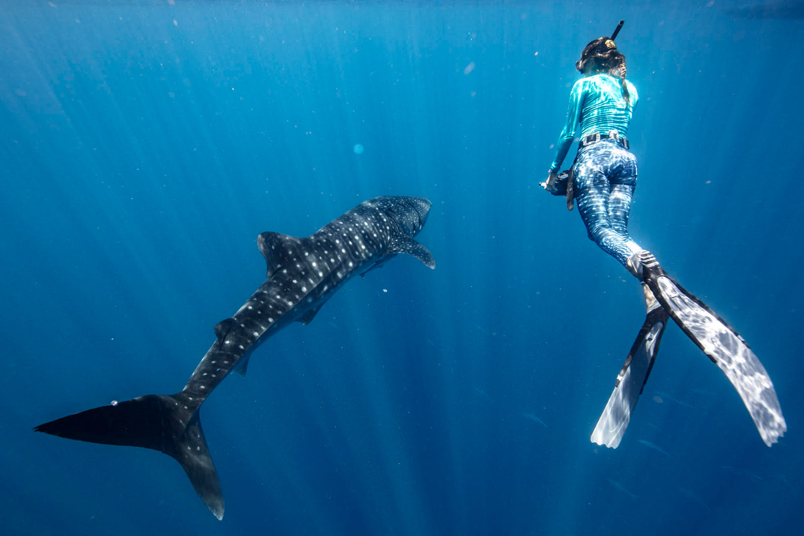 Whale Shark Blue Leggings – Ocean Dreams Pacific