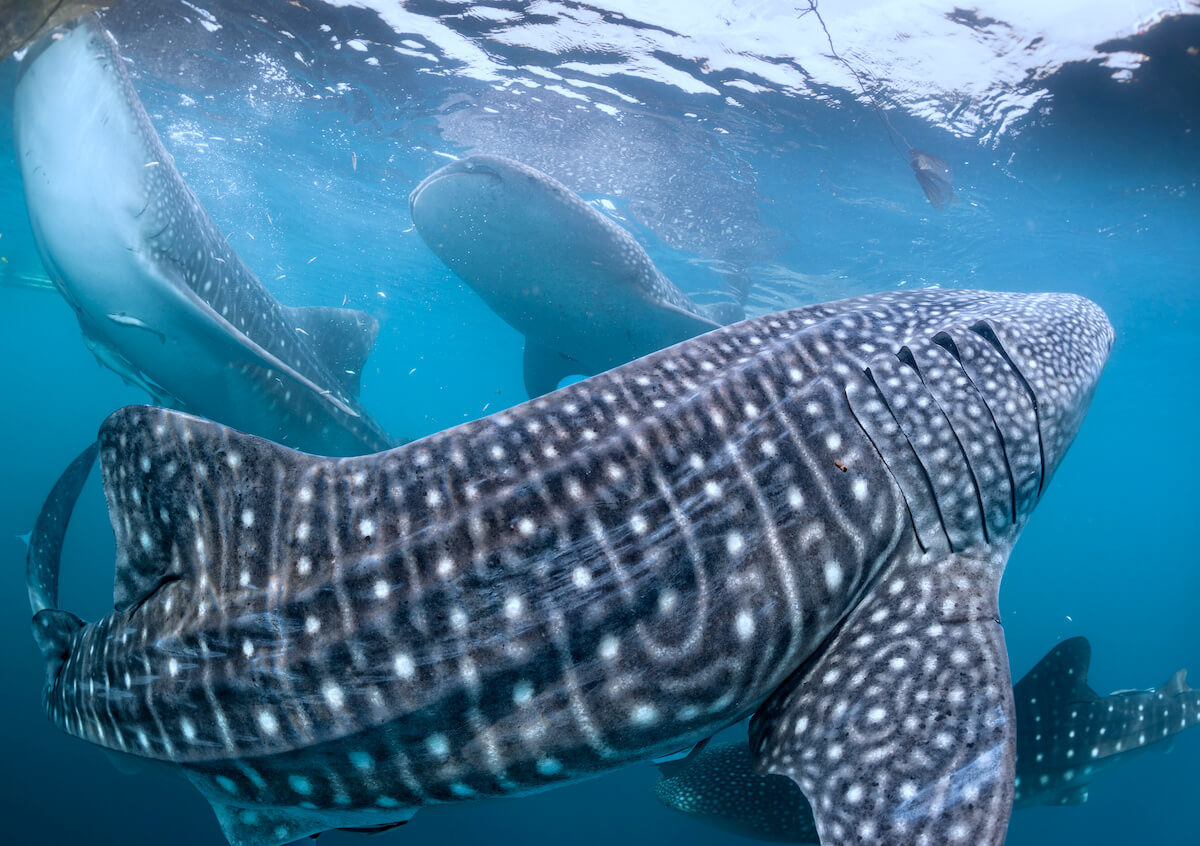 Tiger Shark camo ocean pattern dive skin and sun protection rash guard -  Sporty Girl Apparel