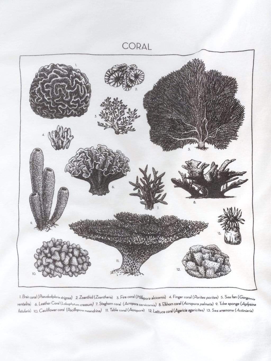 Flat, front view of the white tee with a coral identification graphic printed in black algae ink